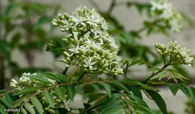 Curry Leaf Plant-thumb2