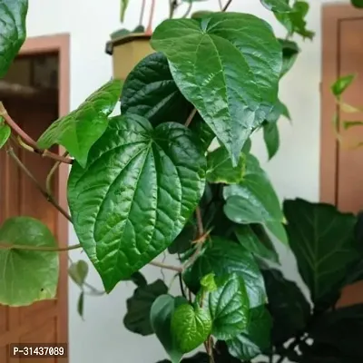 Natural Betel Leaf Plant-thumb0