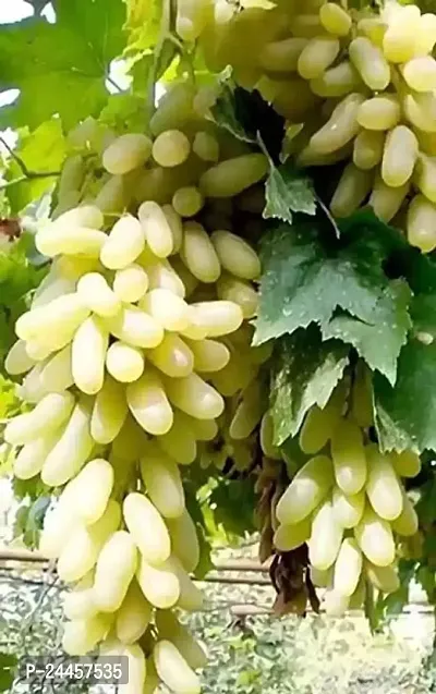 Natural Grapes Plant-thumb0
