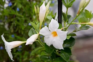 Natural Mandevilla Plant-thumb2