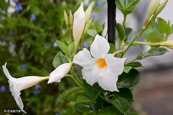 Natural Mandevilla Plant-thumb3