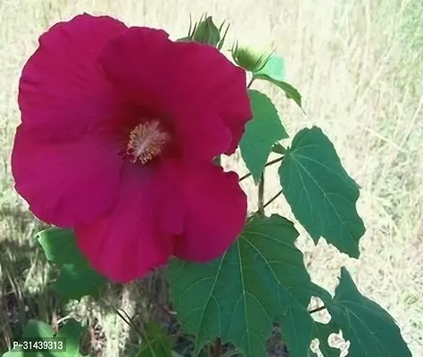 Natural Lotus Plant-thumb0