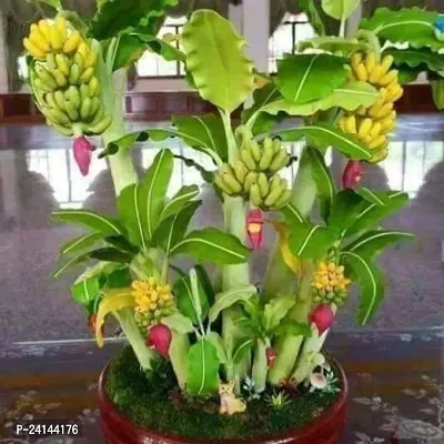 Banana Plant