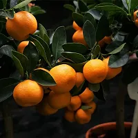 Natural Lemon Plant-thumb3