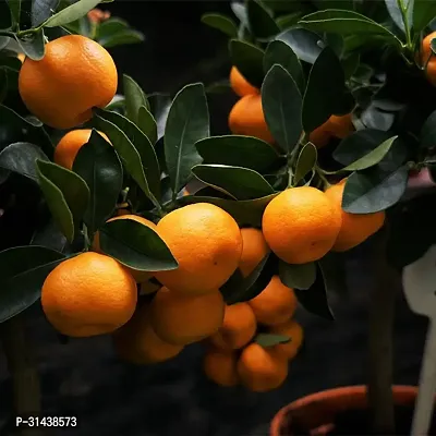 Natural Lemon Plant-thumb4