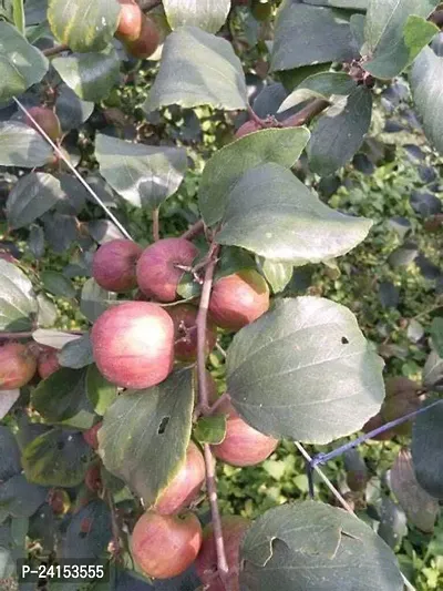 Apple Plant