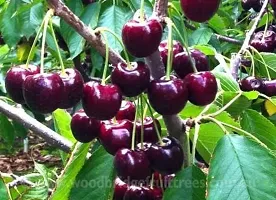 Natural Cherry Fruit Plant-thumb2