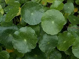 Natural Centella Plant-thumb4