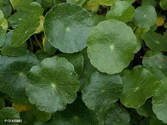 Natural Centella Plant-thumb5