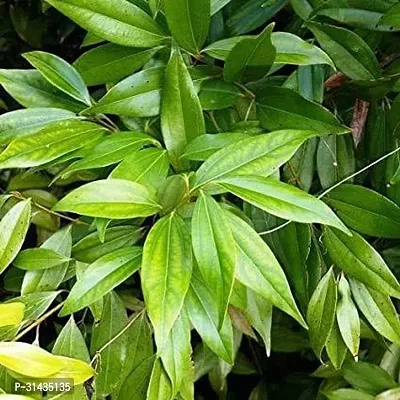 Natural Bay Leaf Plant-thumb0