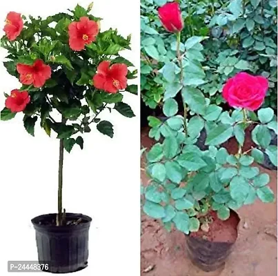 Natural Rose Plant