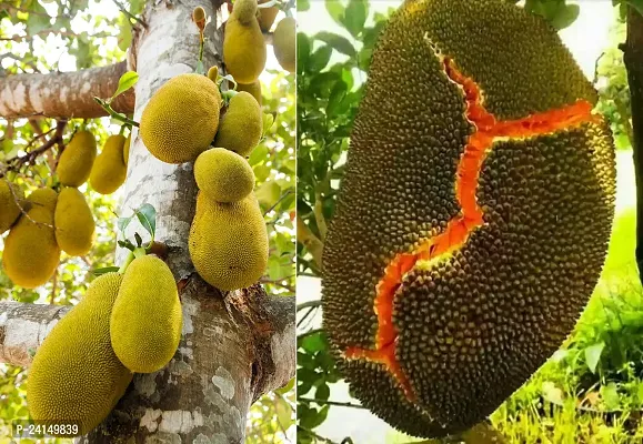 Jack Fruit Plant