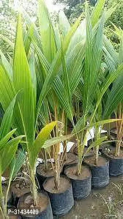 Natural Coconut Plant-thumb5