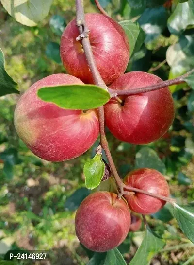 Ber Apple Plant-thumb0