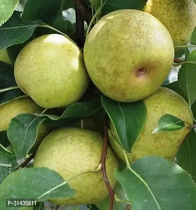 Natural Pear Plant-thumb2