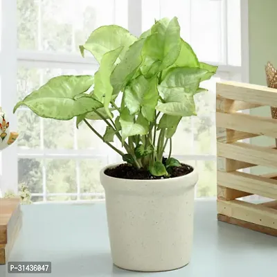 Natural Syngonium Plant With Pot-thumb0