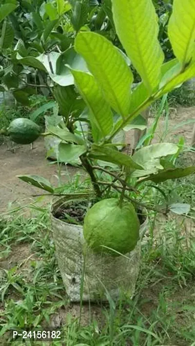 Guava Plant-thumb0