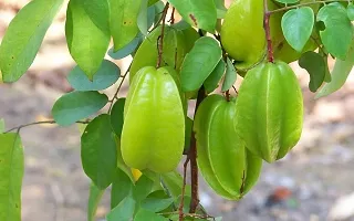 Natural Rare Star Fruit Carambola Fruit Live Layering Live Plant-thumb3