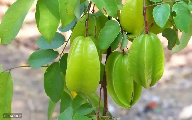 Natural Rare Star Fruit Carambola Fruit Live Layering Live Plant-thumb4