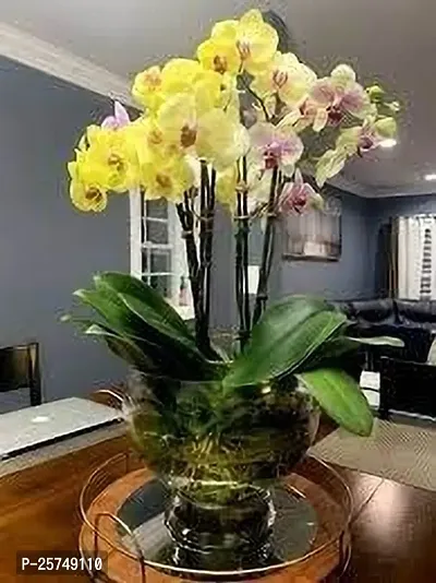 Orchid Plant