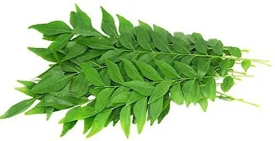 Natural Curry Leaf Plant-thumb2