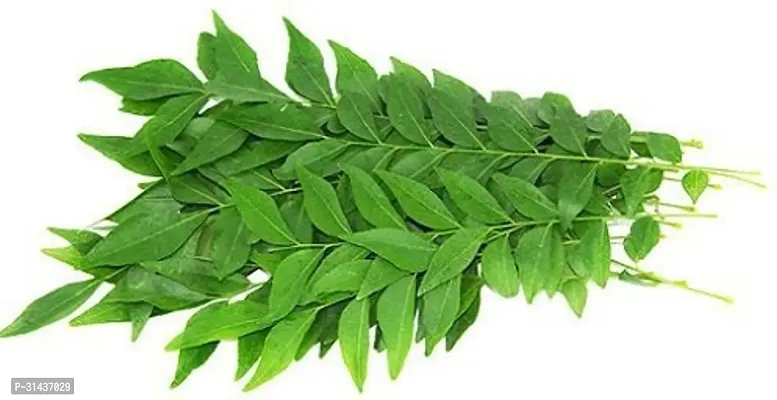 Natural Curry Leaf Plant-thumb3