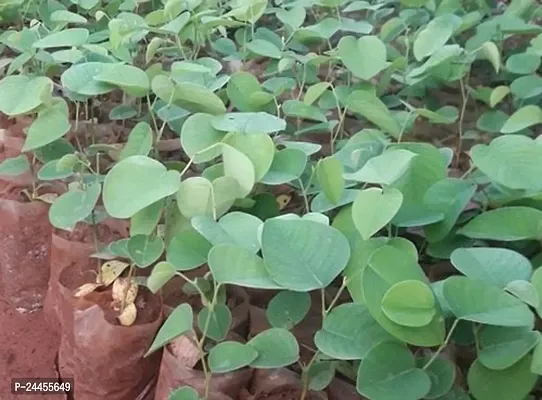 Natural Red Sandalwood Plant