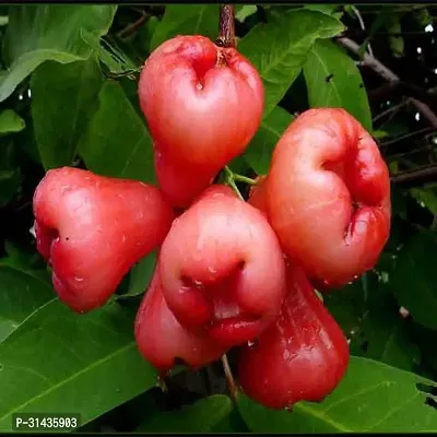 Natural Java Plum Plant-thumb0