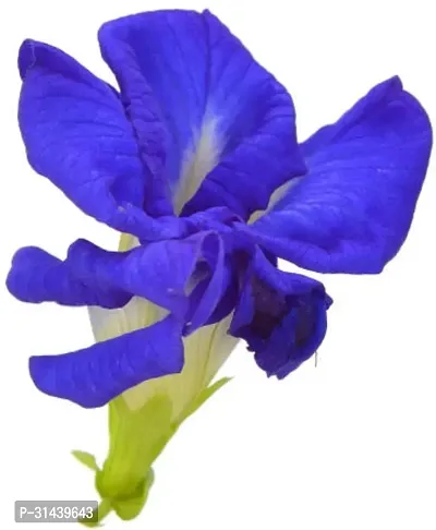 Natural Aparajita/ Butterfly Pea Plant-thumb0