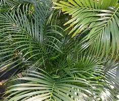 China Palm Plant-thumb1