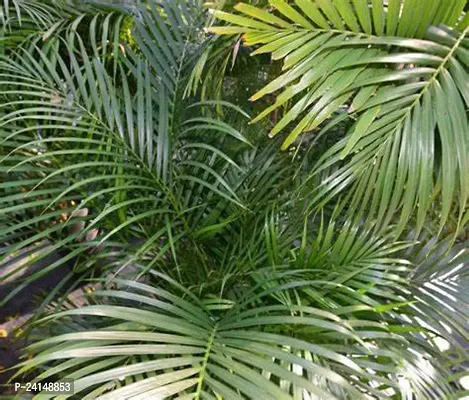 China Palm Plant-thumb2