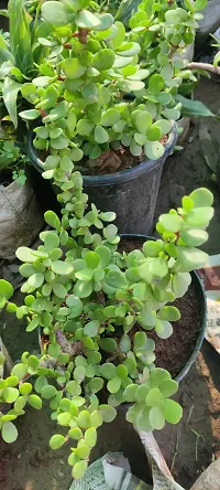 Natural Jade Plant-thumb1