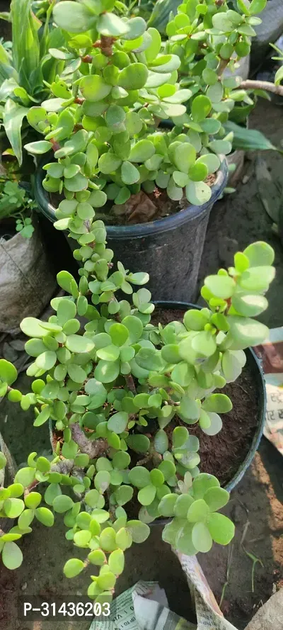 Natural Jade Plant-thumb2