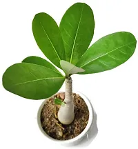 Adenium Plant-thumb2