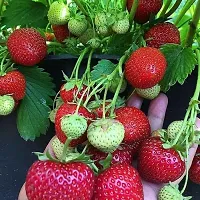 Strawberry Plant-thumb2