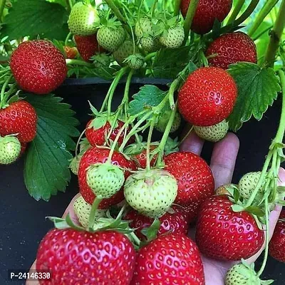 Strawberry Plant-thumb3