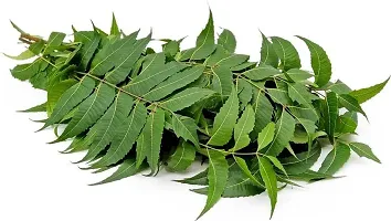 Natural Neem Plant-thumb1