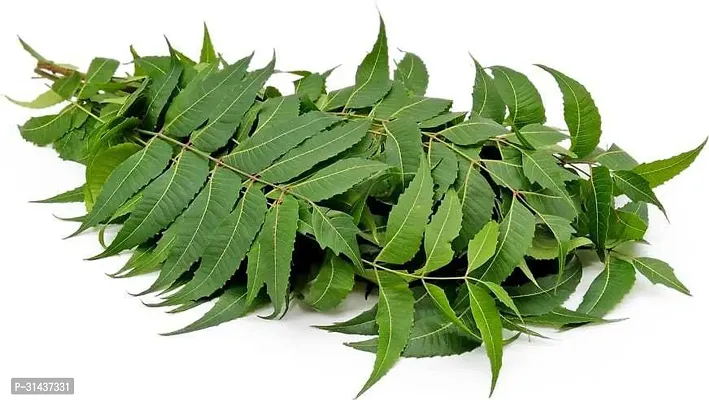 Natural Neem Plant-thumb2