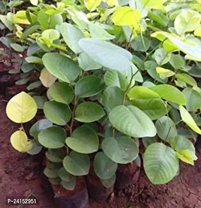 Boxwood Plant