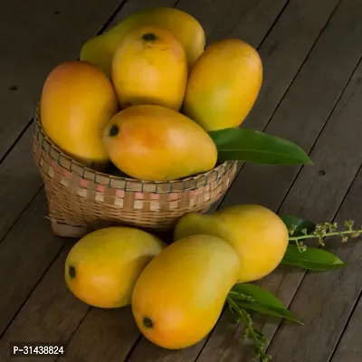 Natural Mango Plant-thumb0