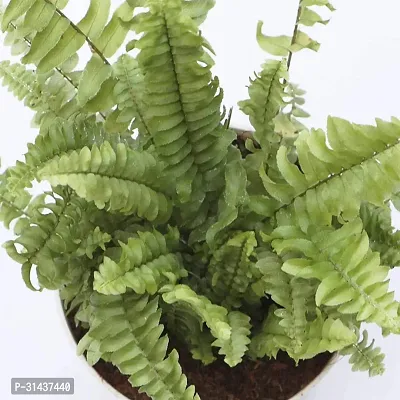 Natural Fern Plant