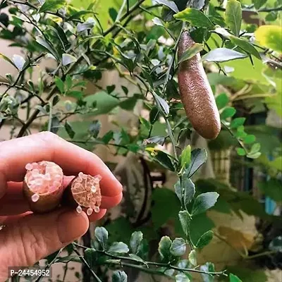 Natural Lemon Plant-thumb0