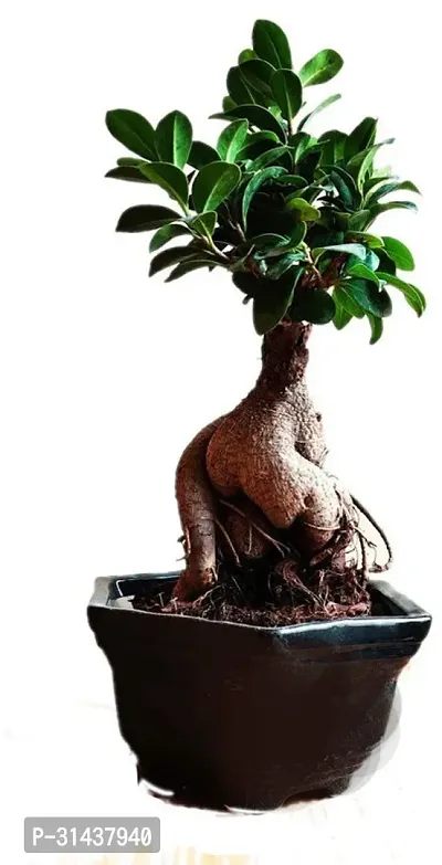 Natural Ficus Bonsai Plant-thumb0