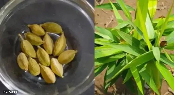 Natural Elaichi/Cardamom Plant-thumb0