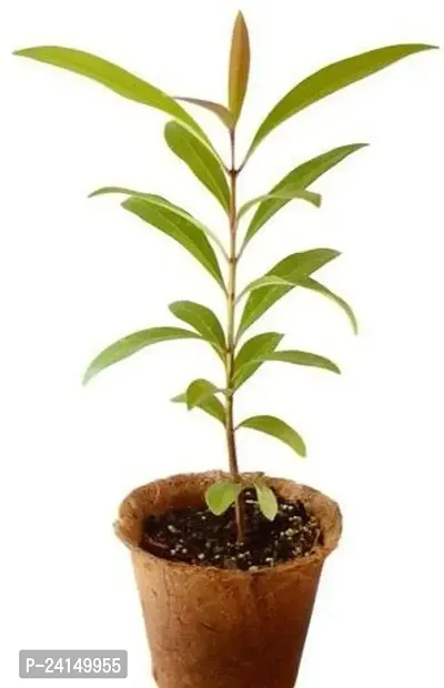 Jamun Plant-thumb0