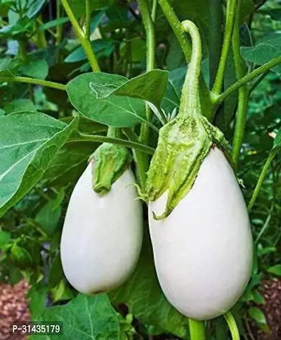 Natural Brinjal Plant-thumb0