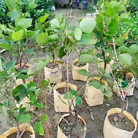 Natural Palas Tree Plant-thumb4