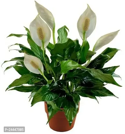 Natural Peace Lily Plant