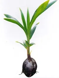 Natural Coconut Plant-thumb1