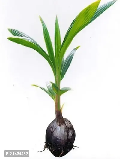 Natural Coconut Plant-thumb2